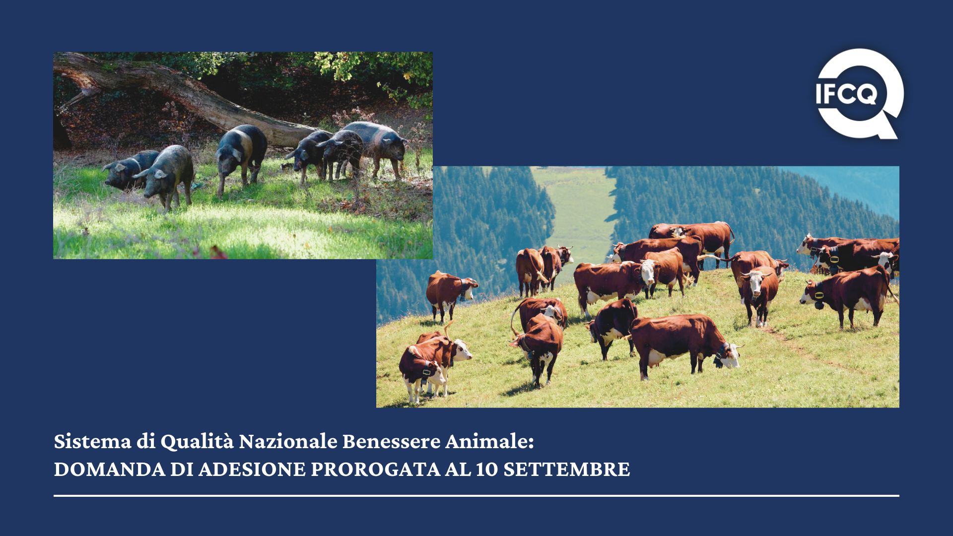 sistema di qualità nazionale benessere animale